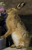 Brown Hare eating flowers from a grave, Cheshire, April European hare,European brown hare,brown hare,Brown-Hare,Lepus europaeus,hare,hares,mammal,mammals,herbivorous,herbivore,lagomorpha,lagomorph,lagomorphs,leporidae,lepus,declining,threatened,precocial,r