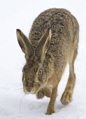 Brown Hare, Lepus europaeus, moving through snow towards camera, Wirral, March European hare,European brown hare,brown hare,Brown-Hare,Lepus europaeus,hare,hares,mammal,mammals,herbivorous,herbivore,lagomorpha,lagomorph,lagomorphs,leporidae,lepus,declining,threatened,precocial,r