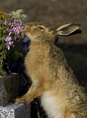 Brown Hare eating flowers from a grave, Cheshire, April European hare,European brown hare,brown hare,Brown-Hare,Lepus europaeus,hare,hares,mammal,mammals,herbivorous,herbivore,lagomorpha,lagomorph,lagomorphs,leporidae,lepus,declining,threatened,precocial,r