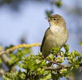 Chiffchaff perched in tree branch Chiffchaff,chiff,chaff,Phylloscopus collybita,Phylloscopus,collybita,small,summer,spring,visitor,migrant,sing,singing,call,distinctive,onomatopoeia,bird,birds,passerine,passerines,Least Concern,adult,