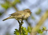 Chiffchaff perched in tree branch Chiffchaff,chiff,chaff,Phylloscopus collybita,Phylloscopus,collybita,small,summer,spring,visitor,migrant,sing,singing,call,distinctive,onomatopoeia,bird,birds,passerine,passerines,Least Concern,adult,