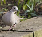 Collared Dove - Streptopelia decaocto  - in garden collared dove,collared,dove,Streptopelia decaocto,Streptopelia,decaocto,garden,woods,woodland,park,coo,calling,pink,grey,neck,ring,pigeon,Collared-Dove,bird,birds,doves,adult,shallow focus,negative sp