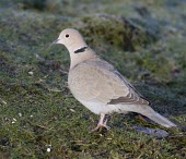 Collared Dove - Streptopelia decaocto  - in garden collared dove,collared,dove,Streptopelia decaocto,Streptopelia,decaocto,garden,woods,woodland,park,coo,calling,pink,grey,neck,ring,pigeon,Collared-Dove,bird,birds,doves,adult,grass,Aves,Birds,Pigeons,