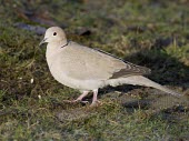 Collared Dove - Streptopelia decaocto  - in garden collared dove,collared,dove,Streptopelia decaocto,Streptopelia,decaocto,garden,woods,woodland,park,coo,calling,pink,grey,neck,ring,pigeon,Collared-Dove,bird,birds,doves,adult,grass,Aves,Birds,Pigeons,