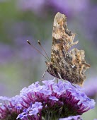 Comma - Polygonia c-album comma,butterfly,butterflies,polygonia,c-album,orange,wing,spread,sun,summer,warm,sunshine,basking,bask,delicate,Lepidoptera,Nymphalidae,Nymphalinae,adult,common,perch,perched,flower,shallow focus,Inse