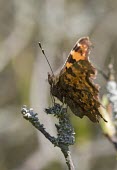 Comma - Polygonia c-album comma,butterfly,butterflies,polygonia,c-album,orange,wing,spread,sun,summer,warm,sunshine,basking,bask,delicate,Lepidoptera,Nymphalidae,Nymphalinae,adult,common,perch,perched,shallow focus,underneath,