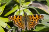 Comma - Polygonia c-album comma,butterfly,butterflies,polygonia,c-album,orange,wing,spread,sun,summer,warm,sunshine,basking,bask,delicate,Lepidoptera,Nymphalidae,Nymphalinae,adult,common,perch,perched,shallow focus,Insects,Ins