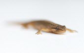Common Newt or Smooth Newt - Lissotriton vulgaris common,newt,newts,smooth,amphibian,amphibians,pond,ponds,high key,white,minimal,Common-Newt,abstract,white background,shallow focus,negative space,Chordates,Chordata,Amphibians,Amphibia,Salamandridae,