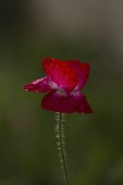 Common Poppy, Papver thoeas, single flower highlighted by shallow depth of field common poppy,Papaver rhoeas,papaveraceae,red,opium,field,cluster,annual,arable,Common-Poppy,plant,plants,flower,flowers,meadow,summer,wildflower,wildflowers,seed heads,shallow focus,delicate,crumpled,