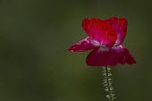 Common Poppy, Papver thoeas, single flower highlighted by shallow depth of field common poppy,Papaver rhoeas,papaveraceae,red,opium,field,cluster,annual,arable,Common-Poppy,plant,plants,flower,flowers,meadow,summer,wildflower,wildflowers,seed heads,shallow focus,negative space,del