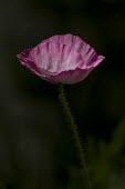 Common Poppy, Papaver thoeas, back lit to show pink of petals common poppy,Papaver rhoeas,papaveraceae,pink,opium,field,cluster,annual,arable,Common-Poppy,plant,plants,flower,flowers,meadow,summer,wildflower,wildflowers,seed heads,shallow focus,delicate,crumpled