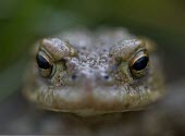 Common toad, Bufo bufo,shallow depth of field with focus on eyes toad,toads,wart,warty,amphibian,amphibians,pond,damp,green,grey,slimy,single,one,alone,looking at camera,stare,gaze,closeup,macro,dof,Common-Toad,close-up,close up,shallow focus,eyes,Chordates,Chordat