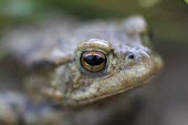 Common toad, Bufo bufo,shallow depth of field with focus on eyes toad,toads,wart,warty,amphibian,amphibians,pond,damp,green,grey,slimy,single,one,alone,looking at camera,stare,gaze,closeup,macro,dof,Common-Toad,close-up,close up,shallow focus,eye,Chordates,Chordata