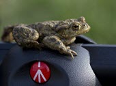 Common toad, Bufo bufo,sat on the top of a Manfrotto tripod toad,toads,wart,warty,amphibian,amphibians,damp,green,grey,slimy,Common-Toad,manfrotto,logo,unusual,tripod,camera,equipment,Chordates,Chordata,Anura,Frogs and Toads,Bufonidae,Toads,Amphibians,Amphibia