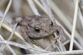 Common toad, Bufo bufo,shallow depth of field with focus on eyes toad,toads,wart,warty,amphibian,amphibians,damp,green,grey,slimy,single,one,alone,Common-Toad,close-up,close up,shallow focus,climb,climbing,reeds,camouflage,young,juvenile,small,baby,Chordates,Chorda
