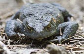 Common toad, Bufo bufo, adult sat on pine needles toad,toads,wart,warty,amphibian,amphibians,pond,damp,green,grey,slimy,single,one,alone,looking at camera,stare,gaze,Common-Toad,close-up,close up,shallow focus,eyes,large,fat,wide,adult,Chordates,Chor