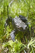 Common toad, Bufo bufo,walking through grass toad,toads,wart,warty,amphibian,amphibians,damp,green,grey,slimy,single,one,alone,Common-Toad,shallow focus,camouflage,adult,walk,walking,grass,movement,motion,Chordates,Chordata,Anura,Frogs and Toads