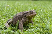 Common toad on garden lawn, Bufo bufo toad,toads,wart,warty,amphibian,amphibians,pond,damp,brown,green,grey,slimy,single,one,alone,stare,gaze,Common-Toad,shallow focus,large,fat,adult,grass,sat,sitting,clover,garden,lawn,Chordates,Chordat