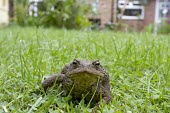Common toad, Bufo bufo toad,toads,wart,warty,amphibian,amphibians,pond,damp,brown,green,grey,slimy,single,one,alone,stare,gaze,Common-Toad,shallow focus,large,fat,adult,grass,walk,walking,move,movement,clover,garden,lawn,lo