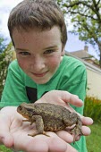 Teenage boy holding large Common toad, Bufo bufo toad,toads,wart,warty,amphibian,amphibians,pond,damp,brown,green,grey,slimy,single,one,alone,stare,gaze,Common-Toad,shallow focus,large,adult,grass,garden,teenage,boy,nature,interaction,fun,child,chil