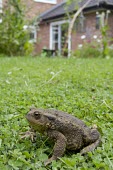 Common toad on lawn in front of house, Bufo bufo toad,toads,wart,warty,amphibian,amphibians,pond,damp,brown,green,grey,slimy,single,one,alone,stare,gaze,Common-Toad,shallow focus,large,fat,adult,grass,garden,lawn,Chordates,Chordata,Anura,Frogs and T