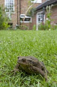 Common toad on garden lawn in front of house, Bufo bufo toad,toads,wart,warty,amphibian,amphibians,pond,damp,brown,green,grey,slimy,single,one,alone,stare,gaze,Common-Toad,shallow focus,large,fat,adult,grass,garden,lawn,Chordates,Chordata,Anura,Frogs and T