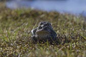 Common toad toad,toads,wart,warty,amphibian,amphibians,pond,damp,green,grey,slimy,looking at camera,stare,gaze,Common-Toad,pair,adult,male,female,amplexus,mate,mating,behaviour,behavior,reproduction,Chordates,Cho