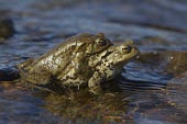 Common toad toad,toads,wart,warty,amphibian,amphibians,pond,damp,green,grey,slimy,looking at camera,stare,gaze,Common-Toad,pair,adult,male,female,amplexus,mate,mating,behaviour,behavior,reproduction,side,shallow