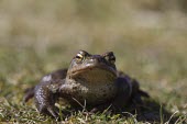 Common toad toad,toads,wart,warty,amphibian,amphibians,pond,damp,green,grey,slimy,single,one,alone,looking at camera,stare,gaze,Common-Toad,shallow focus,eyes,adult,Chordates,Chordata,Anura,Frogs and Toads,Bufoni