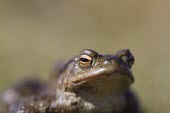 Common toad toad,toads,wart,warty,amphibian,amphibians,pond,damp,brown,grey,slimy,single,one,alone,looking at camera,stare,gaze,Common-Toad,shallow focus,negative space,eye,adult,Chordates,Chordata,Anura,Frogs an