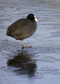 Coot - Fulica atra - standing on one leg on ice coot,coots,bird,birds,Fulica atra,Fulica,atra,black,white,red,yellow,contrast,park,parks,duck pond,pond,lakes,lake,bill,territorial,common,adult,single,one,alone,individual,ice,winter,cold,balance,one