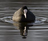 Coot - Fulica atra - adult swimming toward camera with strong reflection coot,Fulica atra,Fulica,atra,black,white,red,yellow,contrast,park,parks,duck pond,pond,lakes,lake,territorial,common,feed,feeding,adult,single,one,alone,individual,reflection,double,mirror,ripple,ripp