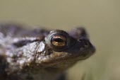 Common toad toad,toads,wart,warty,amphibian,amphibians,pond,damp,brown,grey,slimy,single,one,alone,looking at camera,stare,gaze,Common-Toad,shallow focus,negative space,eye,adult,close-up,close up,Chordates,Chord
