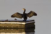 Cormorant with wings outstretched cormorant,Phalacrocorax carbo,Phalacrocorax,carbo,dark,black,sheen,green,lake,lakes,river,rivers,pond,wings,wing,spread,symbolic,eel,pterodactyl,wingspan,wings spread,open,wide,classic,pose,digestion,
