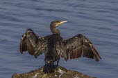 Cormorant with wings outstretched cormorant,Phalacrocorax carbo,Phalacrocorax,carbo,dark,black,sheen,green,lake,lakes,river,rivers,pond,wings,wing,spread,symbolic,eel,pterodactyl,wingspan,wings spread,open,wide,classic,pose,digestion,