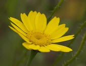 Single Corn Marigold, Crysanthemum segetum, in summer sunshire corn,marigold,Corn Marigold,Crysanthemum segetum,yellow,bold,daisy,family,annual,arable,cultivated,acid,sandy,disc floret,ray floret,Corn-Marigold,petals,flower
