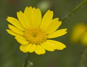 Single Corn Marigold, Crysanthemum segetum, in summer sunshire corn,marigold,Corn Marigold,Crysanthemum segetum,yellow,bold,daisy,family,annual,arable,cultivated,acid,sandy,disc floret,ray floret,Corn-Marigold,petals,flower