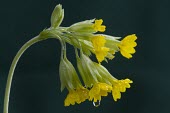Cowslip, Primula veris Single Cowslip, Primula veris flower head against black background Cowslip,Primula veris,primrose,family,yellow,spring,winter,cut-out,cut out,elegant,calcareous,soil,fragrant,bell-shaped,bell,shaped,common,drip,wet,dew,droplet,water drop,flower,flowers,pretty,Primula