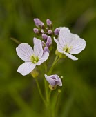 Cuckoo Flower, Cardamine pratensis, flower head - also known as Lady's Smock Damian Waters Cuckoo Flower,Cardamine pratensis,perennial,damp,grassy,grassland,Lady's Smock,lilac,white,basal,rosette,pinnately,common,Cuckoo-Flower,flower,flowers,pretty,plants,plant,Brassicaceae,Brassicales,Plantae,Angiosperms,Magnoliophyta,Flowering Plants,Magnoliopsida,Dicots,Mustard Family