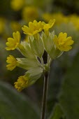 Cowslip, Primula veris, single cluster of flowers highlighted by shallow depth of field, March - Cheshire Cowslip,Primula veris,primrose,family,yellow,spring,winter,cut-out,cut out,elegant,calcareous,soil,fragrant,bell-shaped,bell,shaped,common,flower,flowers,pretty,Primulaceae,Primrose Family,Magnoliopsi