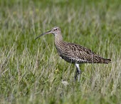 Curlew -  Numenius arquata - adult amongst tall grass in Lancashire, UK - September Numenius arquata,Numenius,arquata,mountain,mountains,moor,moorlands,bill,curve,curved,beak,long bill,long curved bill,single,one,alone,lonely,isolated,wild,Curlew,grass,bird,birds,aves,walking,walk,mo