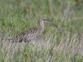Curlew -  Numenius arquata - adult amongst tall grass in Lancashire, UK - September Numenius arquata,Numenius,arquata,mountain,mountains,moor,moorlands,bill,curve,curved,beak,long bill,long curved bill,single,one,alone,lonely,isolated,wild,Curlew,grass,bird,birds,aves,walking,walk,mo