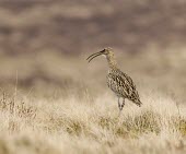 Curlew -  Numenius arquata - adult calling on moorside, Lancashire, UK - October Numenius arquata,Numenius,arquata,mountain,mountains,moor,moorlands,bill,curve,curved,beak,long bill,long curved bill,single,one,alone,lonely,isolated,wild,Curlew,grass,bird,birds,aves,walking,walk,mo