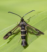Currant Clearwing Moth, Synanthedon tipuliformis, sat on green leaf in sunshine - Wirral, June Currant Clearwing,Synanthedon tipuliformis,moth,black,yellow,stripes,sun,sunshine,daylight,day-flying,day flying,red currant,black currant,pest,garden,allotment,glass wing,Currant-Clearwing,moths,lepi