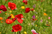 Wild poppies in wildflower meadow Meadow,habitat,landscape,plants,flowers,plant,pretty,poppy,colour,colourful,wild flower,Magnoliopsida,Dicots,Papaveraceae,Poppy Family,Magnoliophyta,Flowering Plants,Ranunculales,Terrestrial,Papaveral