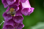 Bee pollinating foxglove Flower,purple,flowers,plant,bee,bumblebee,pollination,nectar,pretty,colourful,colour,pollen,insects,bombus,insect,Scrophulariaceae,Magnoliopsida,Dicots,Lamiales,Magnoliophyta,Flowering Plants,Temperat