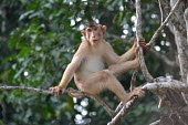 Pig-tailed macaque in tree monkey,primate,happy,smiling,smile,in tree,macaques,macaque,Asia,Borneo,Mammalia,Mammals,Chordates,Chordata,Old World Monkeys,Cercopithecidae,Primates,Animalia,Vulnerable,Terrestrial,Omnivorous,nemest