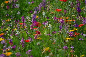 Wildflower meadow Meadow,habitat,landscape,plants,flowers,plant,pretty,poppy,colour,colourful,wild flower