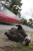Badger, meles meles, killed by traffic and lying dead at the side of the road as vehicle speeds by badger,brock,black and white,bovine tb,btb,dead,death,victim,casualty,car,road kill,roadkill,speed,traffic,conservation,motion,movement,blur,mustelid,Chordata,carnivora,caniformia,Musteloidea,Mustelid