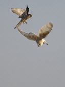 Barn Owl and Kestrel fighting over prey Damian Waters barn owl,barn,owl,tyto alba,tyto,alba,evening,white,silent,hunter,prey,predator,searching,search,nocturnal,crepuscular,dawn,dusk,farm,farming,fields,ghost,ghostly,kestrel,Falco tinnunculus,falcao,tinnunculus,fight,conflict,harass,squabble,mob,mobbing,hungry,food,territory,territorial,drama,dramatic,January,Barn-Owl,bird,birds,birds of prey,bird of prey,flight,flying,air,mid air,Chordates,Chordata,Tytonidae,Barn Owls,Owls,Strigiformes,Aves,Birds,Africa,Australia,Asia,Urban,Europe,Tyto,Species of Conservation Concern,Carnivorous,Agricultural,Animalia,Wildlife and Conservation Act,North America,South America,Flying,IUCN Red List,Least Concern